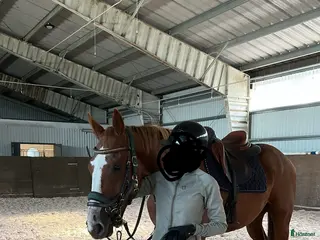 hästar Häftig 4 åring i Gnosjö - Annons 16