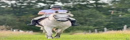  medryttarhäst finnes: Medryttare sökes - Annons 1