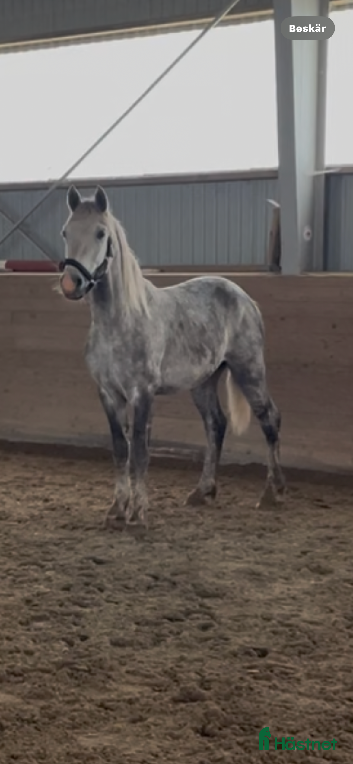  hästar Hästar till salu i Ballingslöv - Annons 10