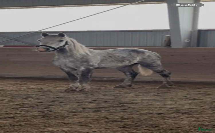  hästar i Ballingslöv - Annons 14