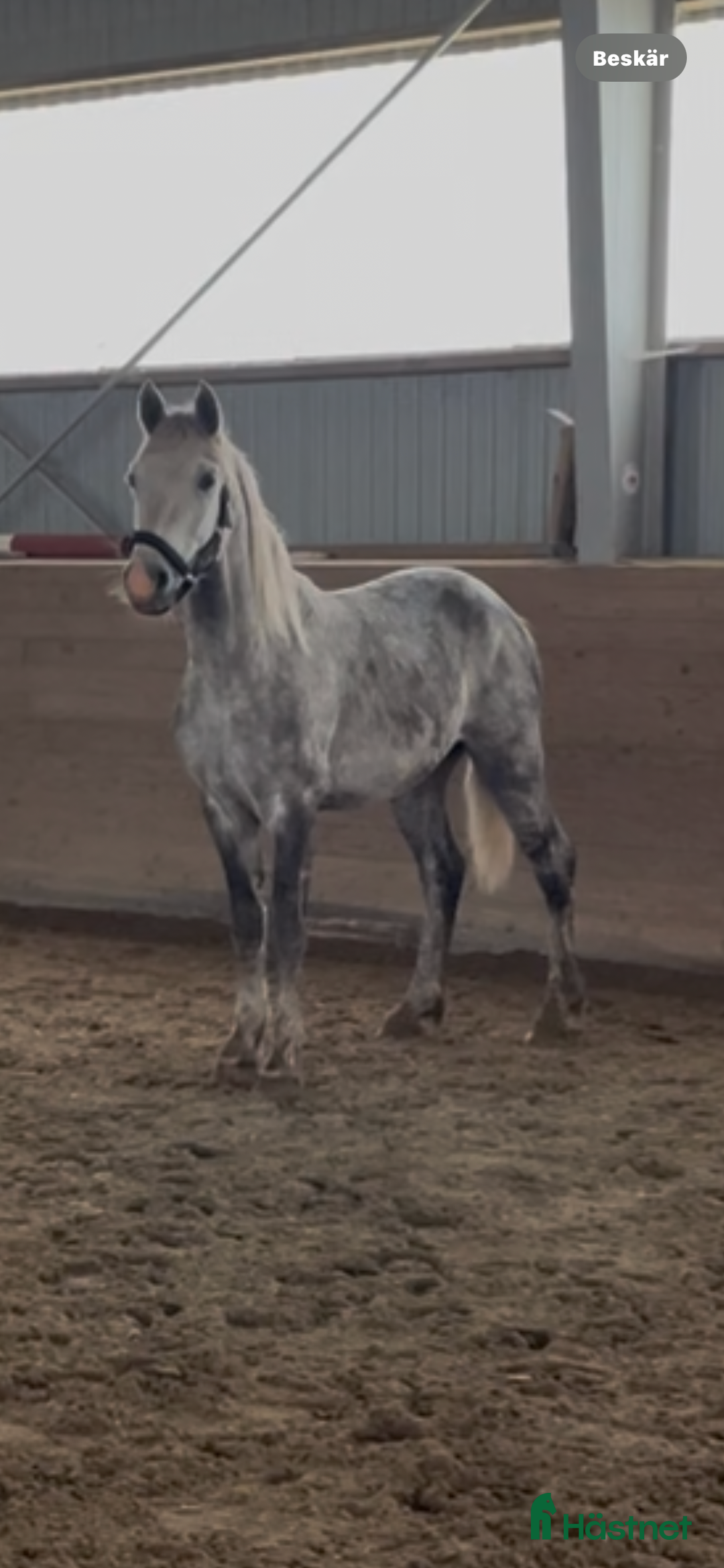 Allround hästar till salu: Hästar till salu i Ballingslöv - Annons 1