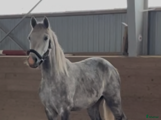 hästar Hästar till salu i Ballingslöv - Annons 9