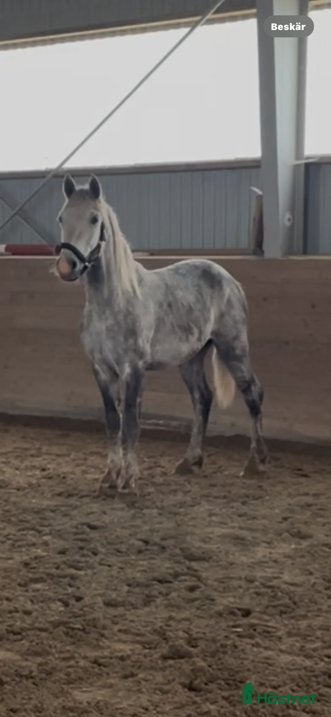 Allround hästar till salu: Hästar till salu i Ballingslöv - Annons 1