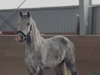 hästar Hästar till salu i Ballingslöv - Annons 6
