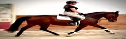 Allround hästar till salu: Luna – Kind & Versatile Mare | Great Jumper! 10yo - Annons 9