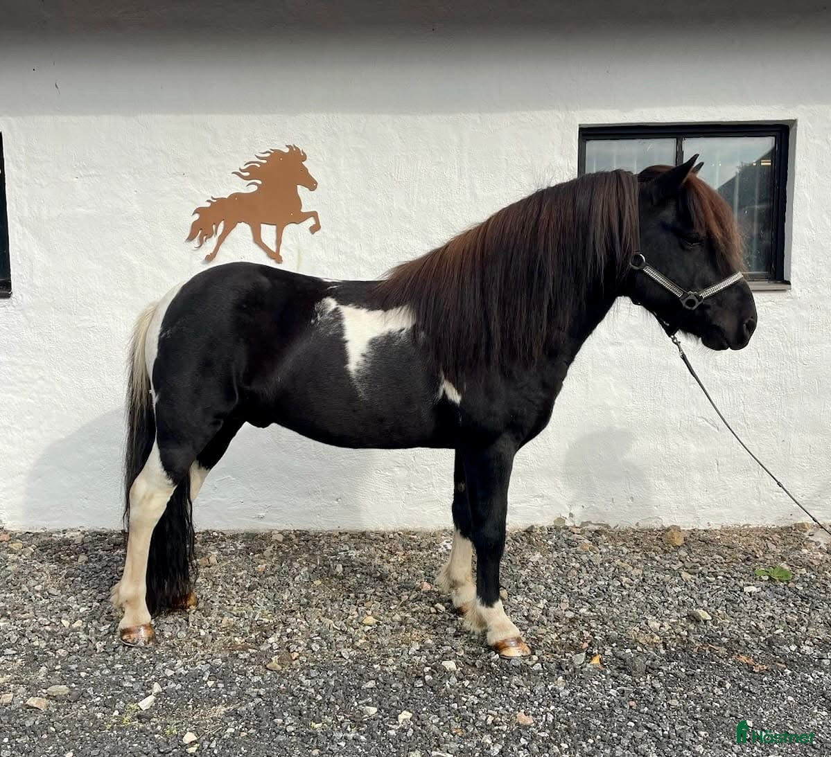  hästar Okomplicerad och underbar hingst  i Sankt OLOF - Annons 9