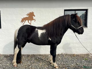 hästar Okomplicerad och underbar valack - Annons 9