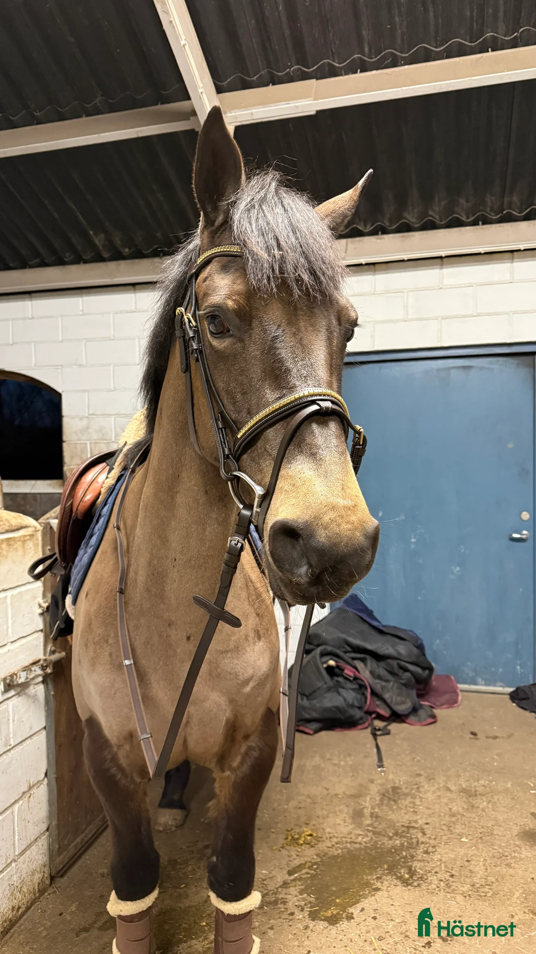 Hoppning hästar till salu: Kvalitetsponnyer och bästa vänner i Munka-ljungby - Annons 2