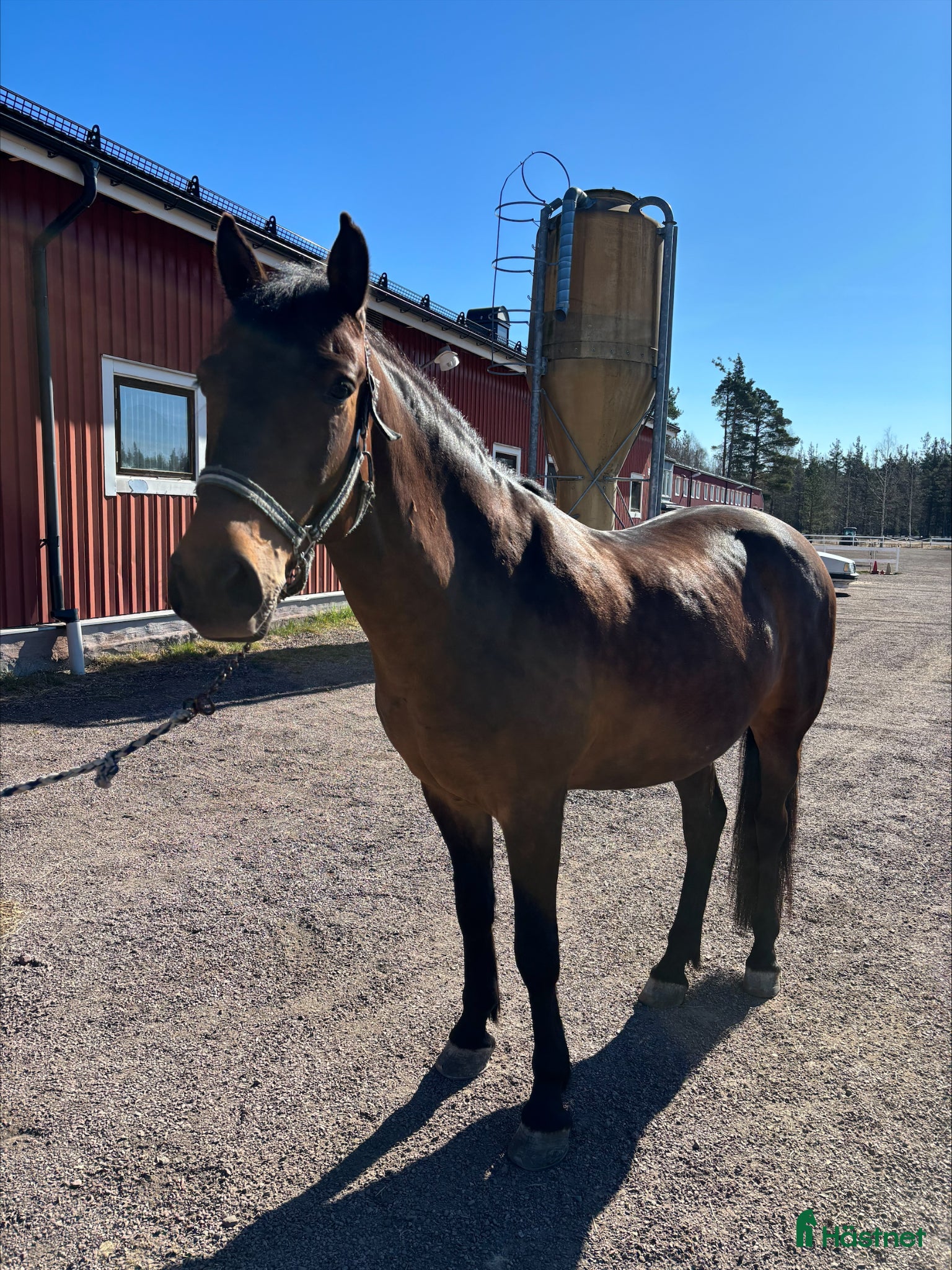  hästar Trevlig allround ponny säljes - Annons 13