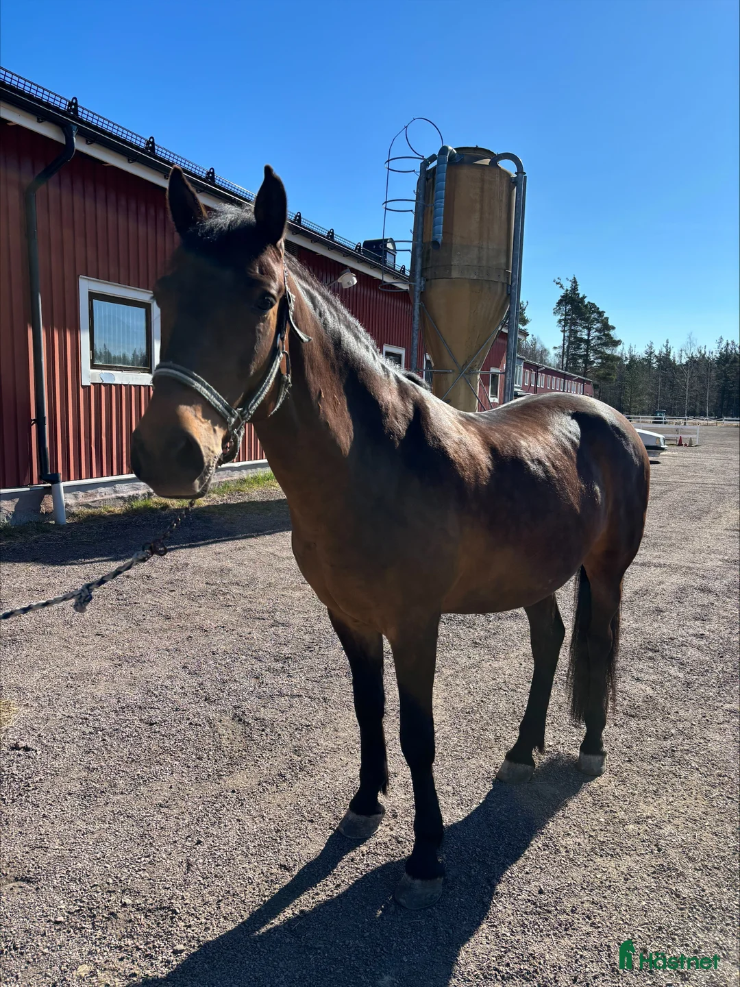 Allround hästar till salu: Trevlig allround ponny säljes - Annons 1