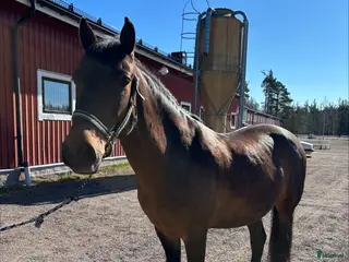 hästar Trevlig allround ponny säljes - Annons 13