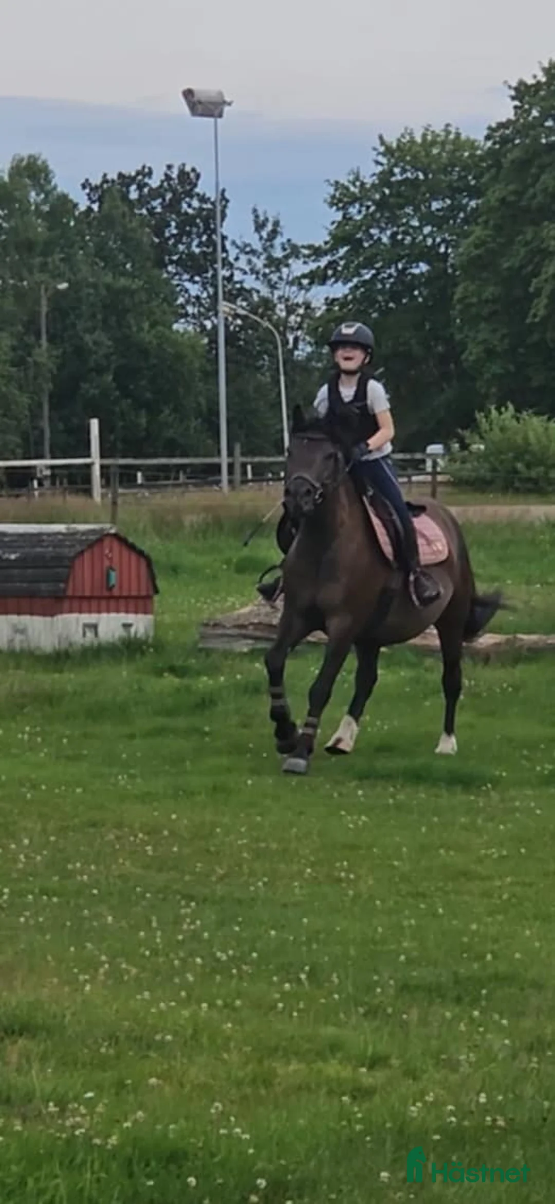 Allround hästar till salu: karaktäristisk allround ponny  i Moheda - Annons 12