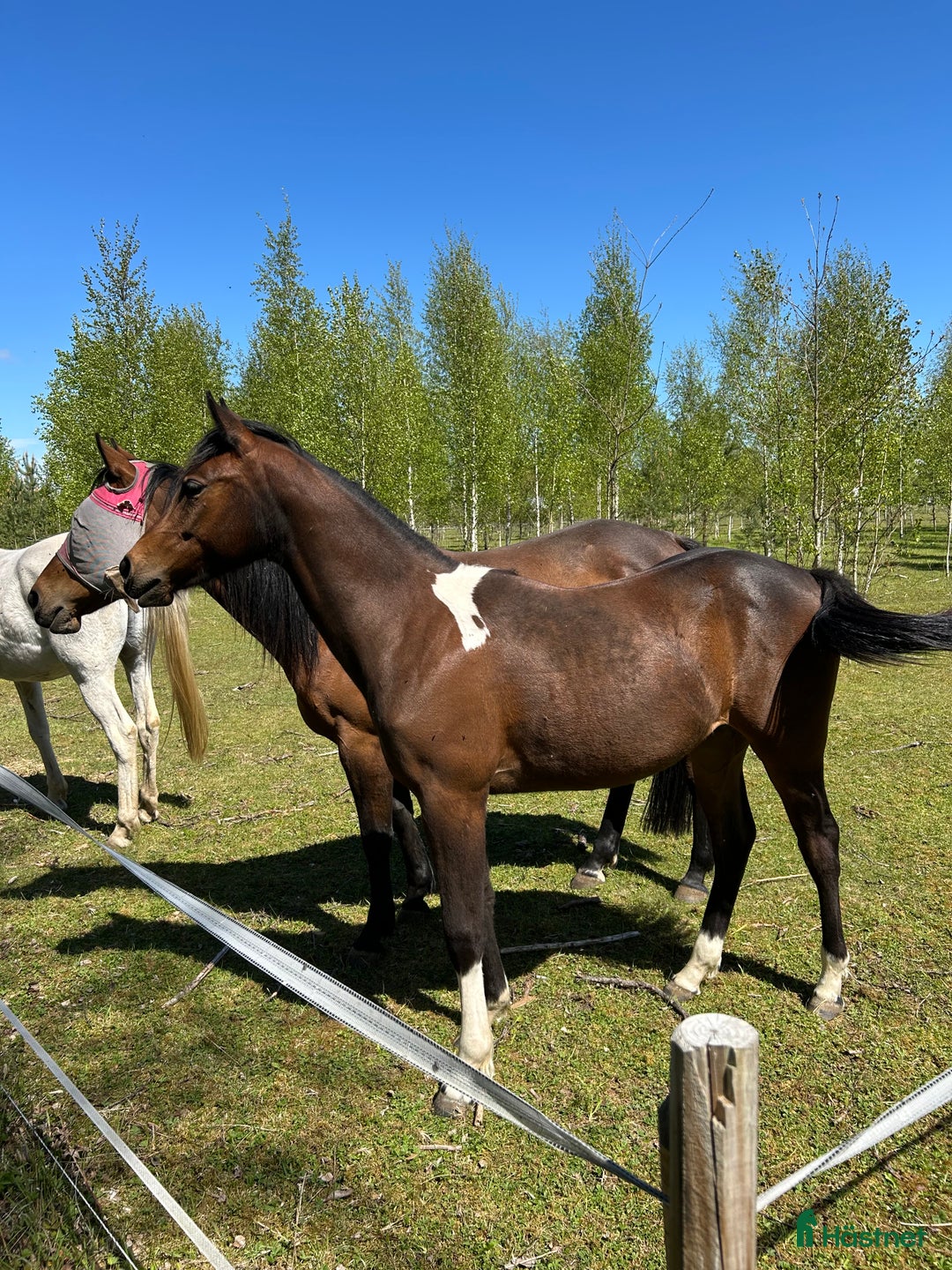 Western hästar till salu: Fin paint ❤️ i Romakloster - Annons 5