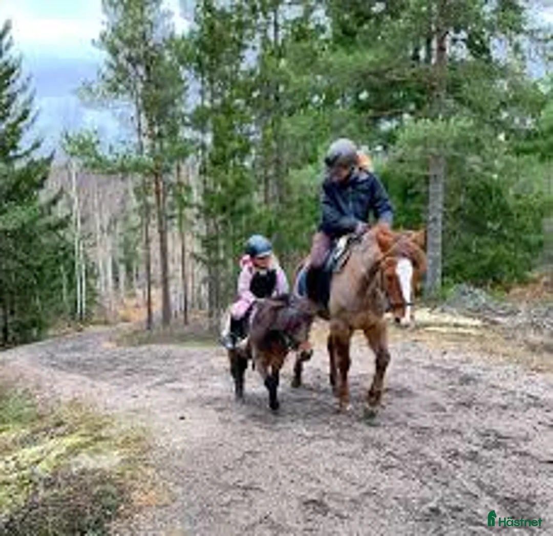  stallplats finnes: Stall med bra rid/körvägar, lång utevistelse i Tungelsta - Annons 6