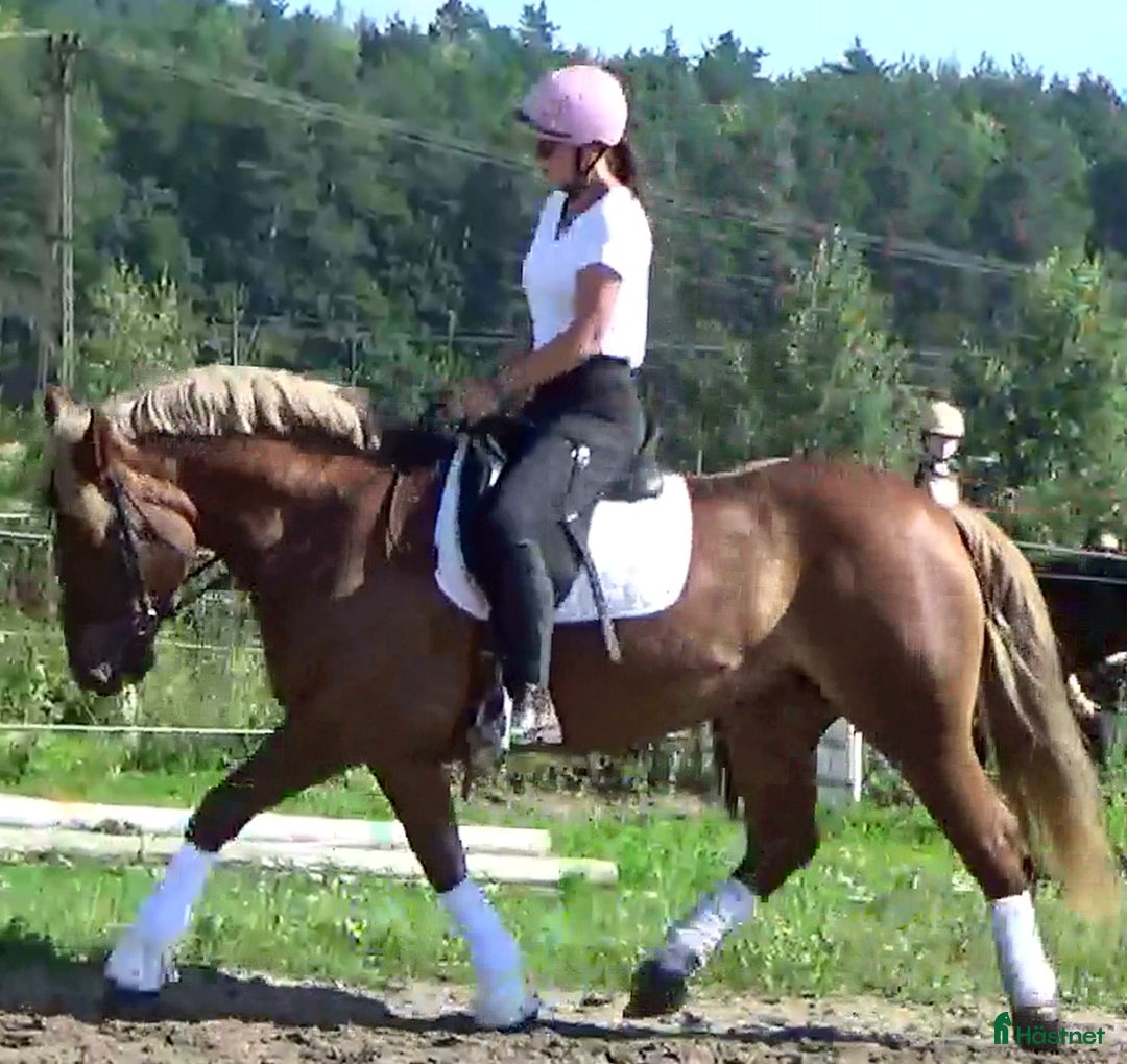 Allround hästar till salu: The best Mother & Daughter horse, dressage/jumping i Örsundsbro - Annons 7