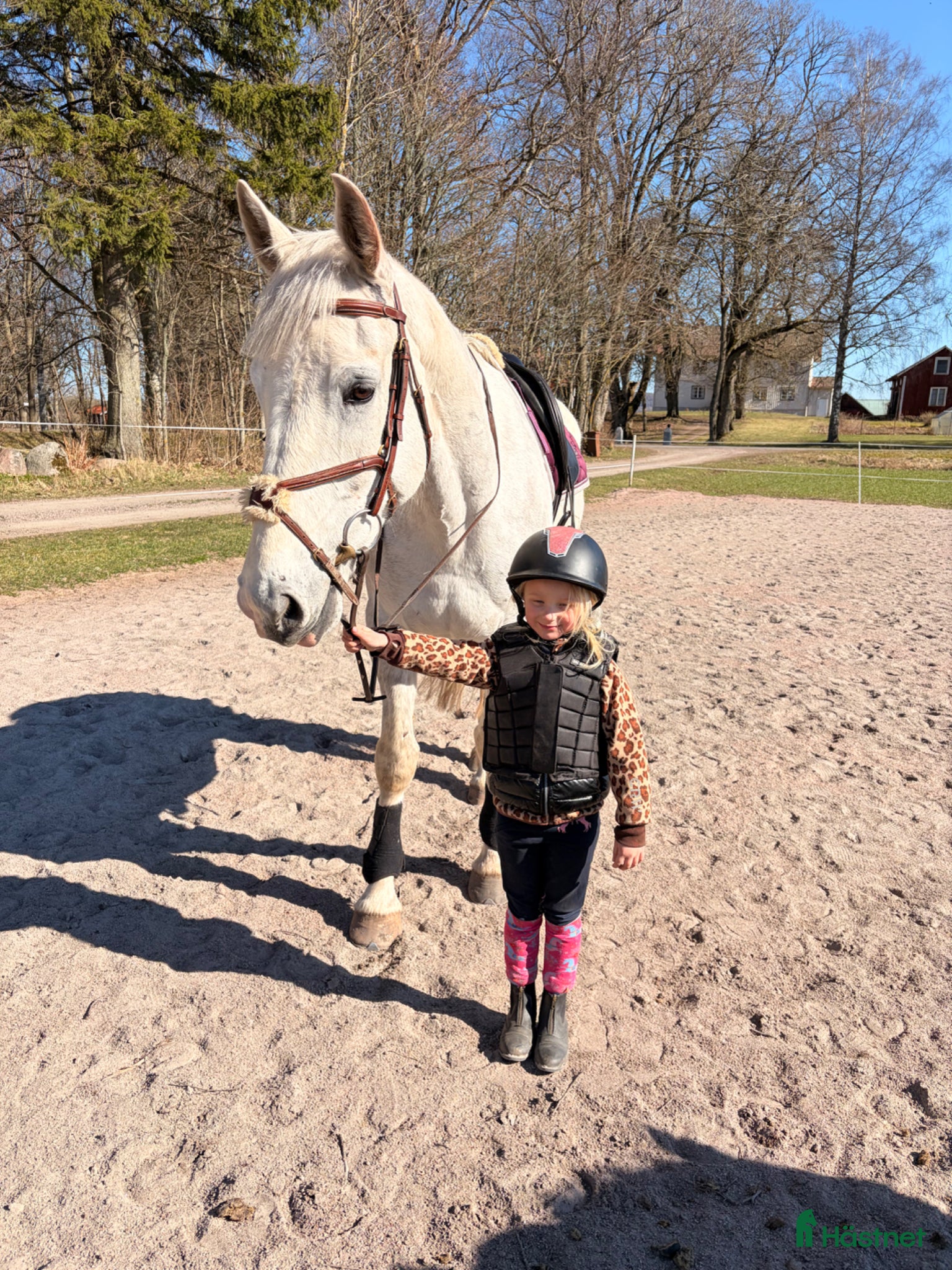  hästar Perfekt häst för ridskola  - Annons 2