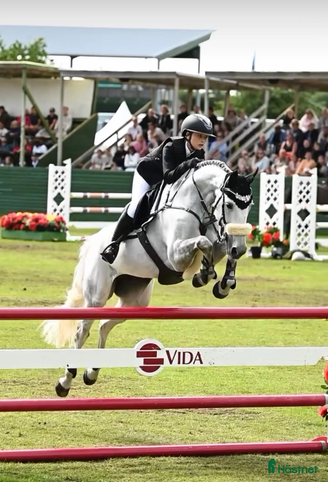 Hoppning hästar till salu: Underbart sto  - Annons 1