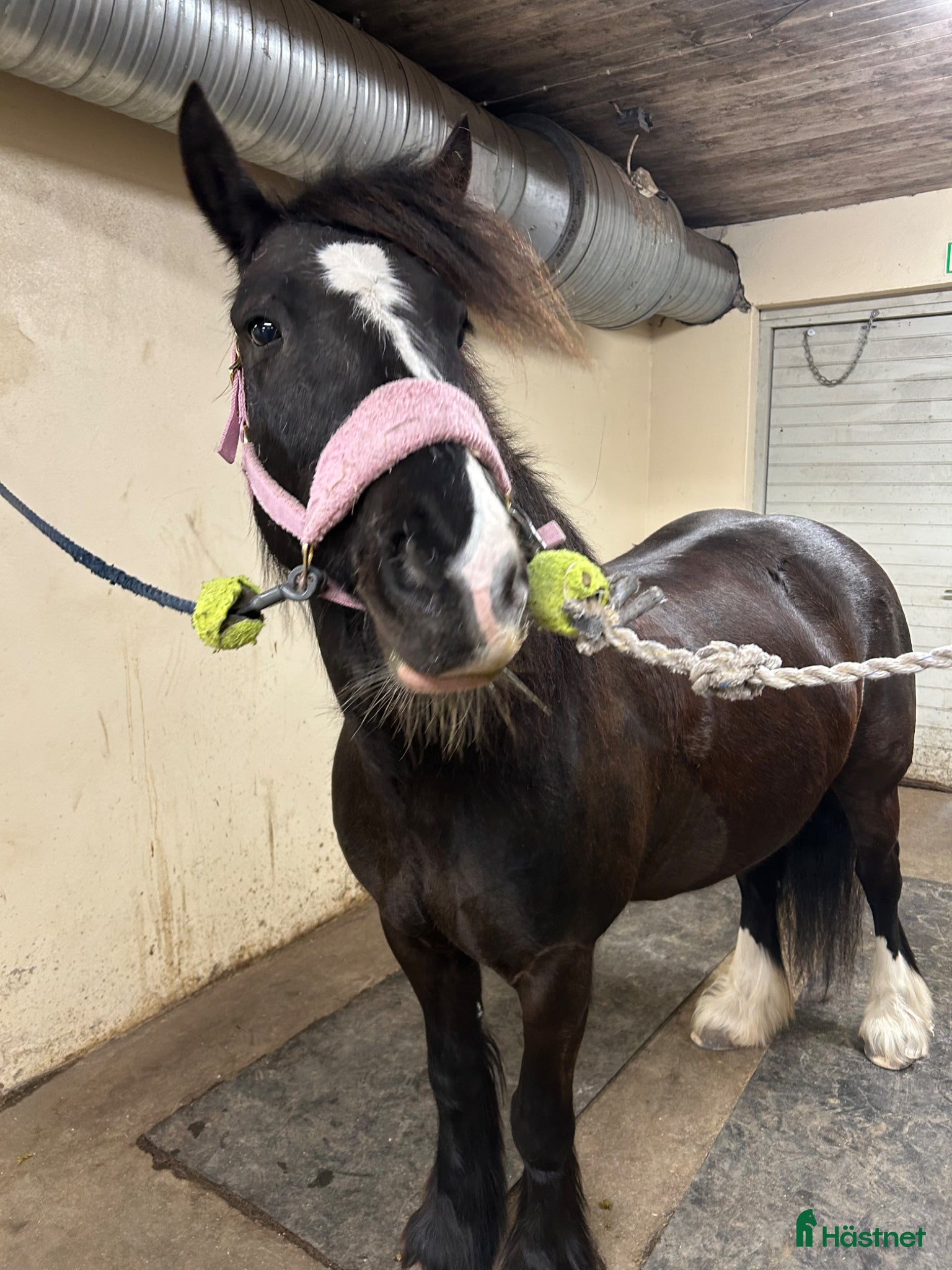  hästar Vänligt Tinker sto säljes  - Annons 7