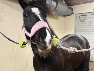 hästar Vänligt Tinker sto säljes - Annons 7