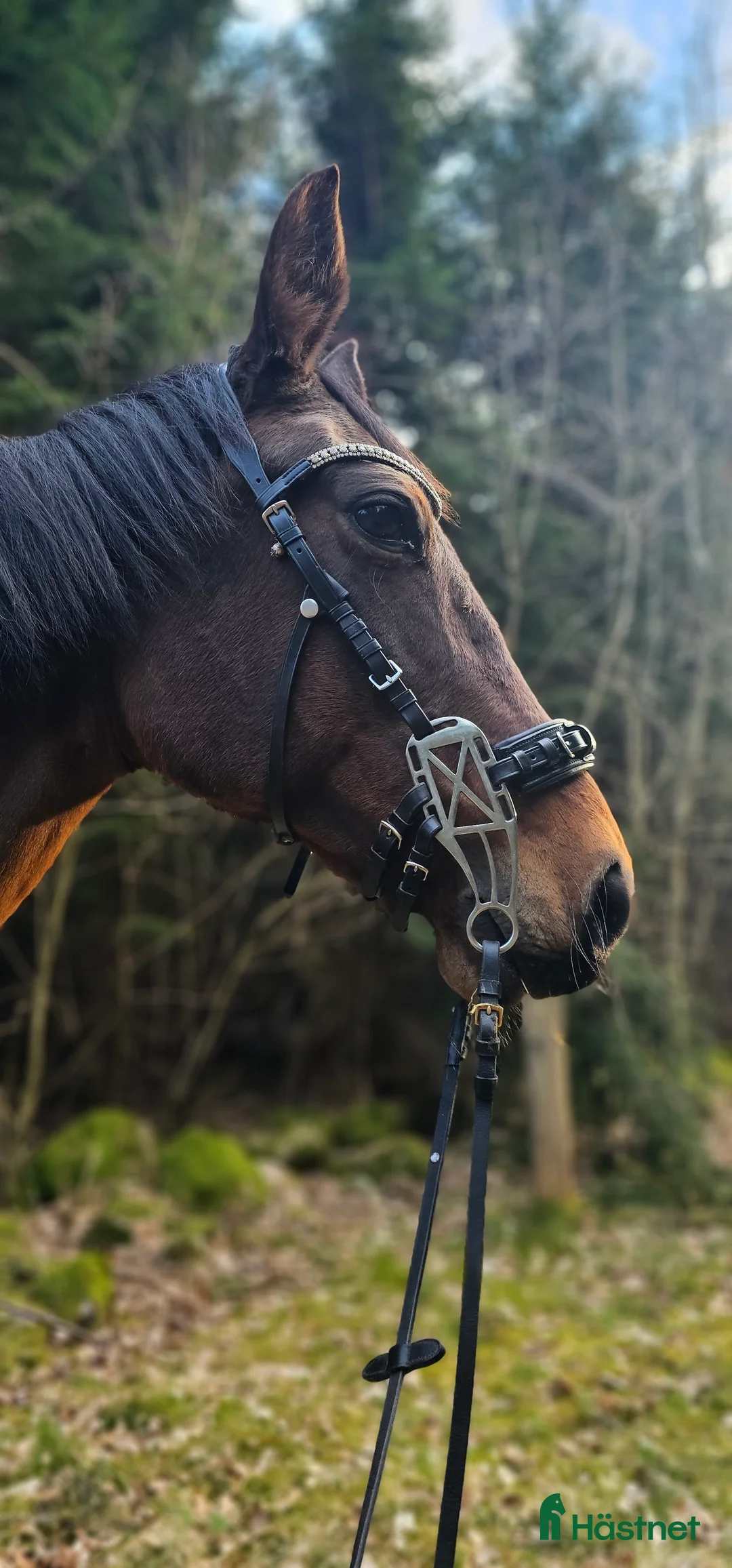 Allround hästar till salu: Ridtravara  i Göteborg - Annons 2