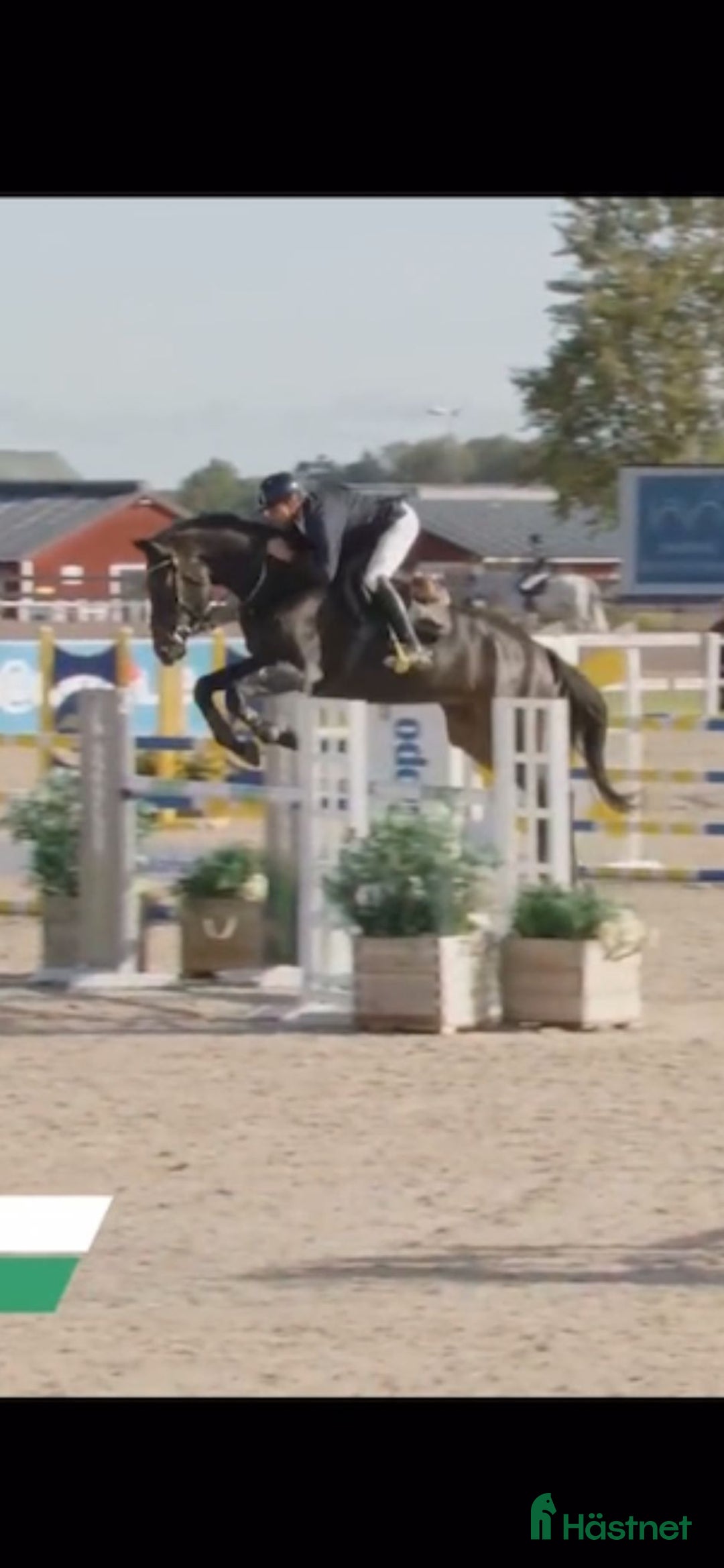 Hoppning hästar till salu: 2 fina kvalitetshästar i Söderköping - Annons 3