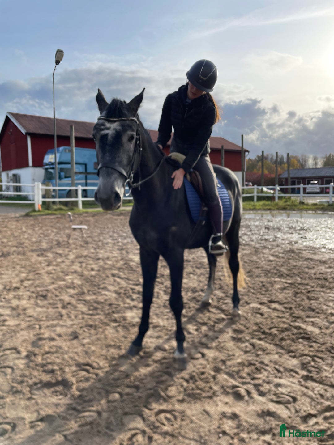 Allround hästar sökes: Låna häst till senare köp!🌟 i Vänersborg - Annons 3