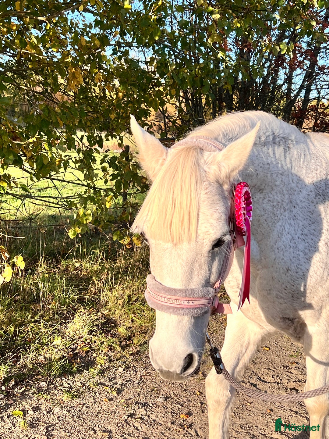 Sällskap hästar till salu: Sällskapsponny  i Götene - Annons 2