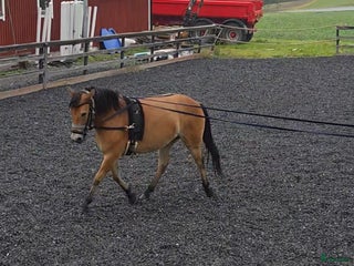 hästar *Sänkt pris* Russto f. 2020, ca 122 cm i Gusum - Annons 9