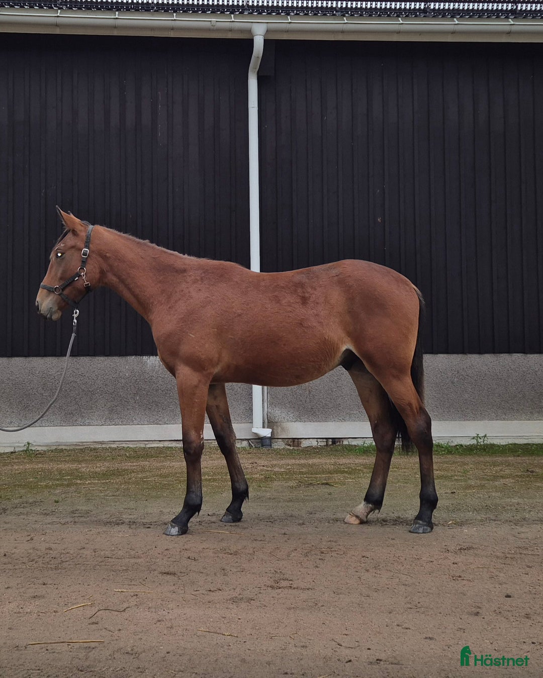 Trav hästar till salu: 1 årig varmblodshingst i Njurunda - Annons 3