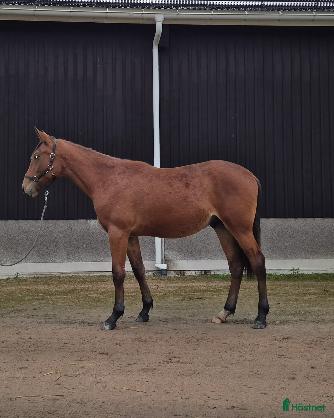 Trav hästar till salu: 1 årig varmblodshingst i Njurunda - Annons 3