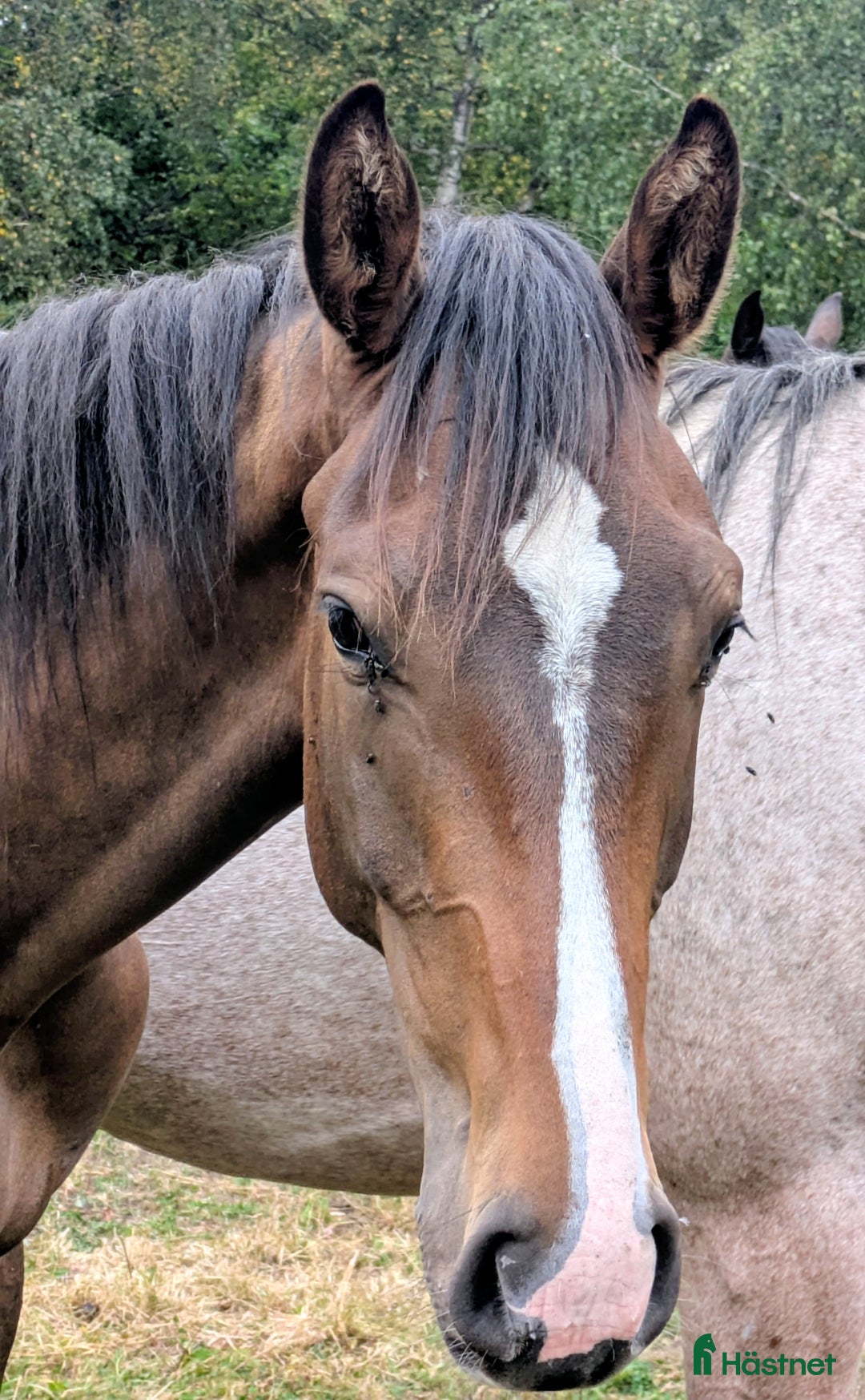 Hoppning hästar till salu: Snygg ettårig hingst med framtiden för sig i Backaryd - Annons 2
