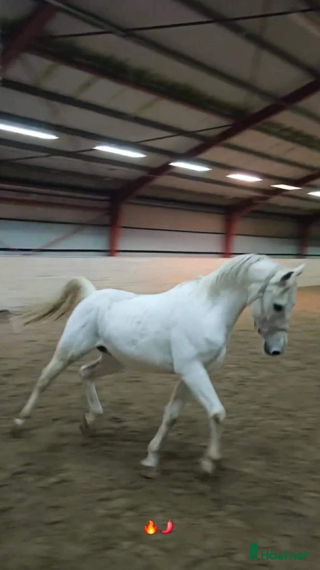 Allround hästar till salu: Arabiskt Fullblod söker nytt hem❤️ - Annons 9