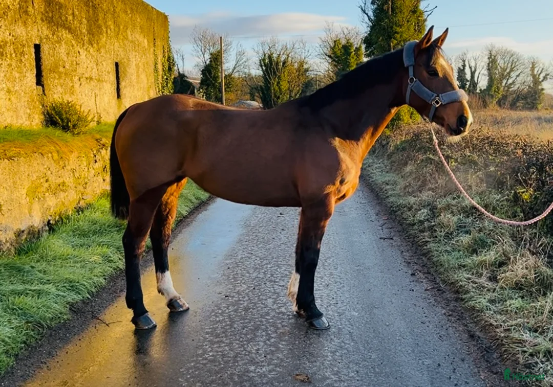 Allround hästar till salu: 6yo Allrounder mare 15,2hh i Ljungby - Annons 13
