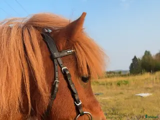 hästar Supersnäll shettis - Annons 1