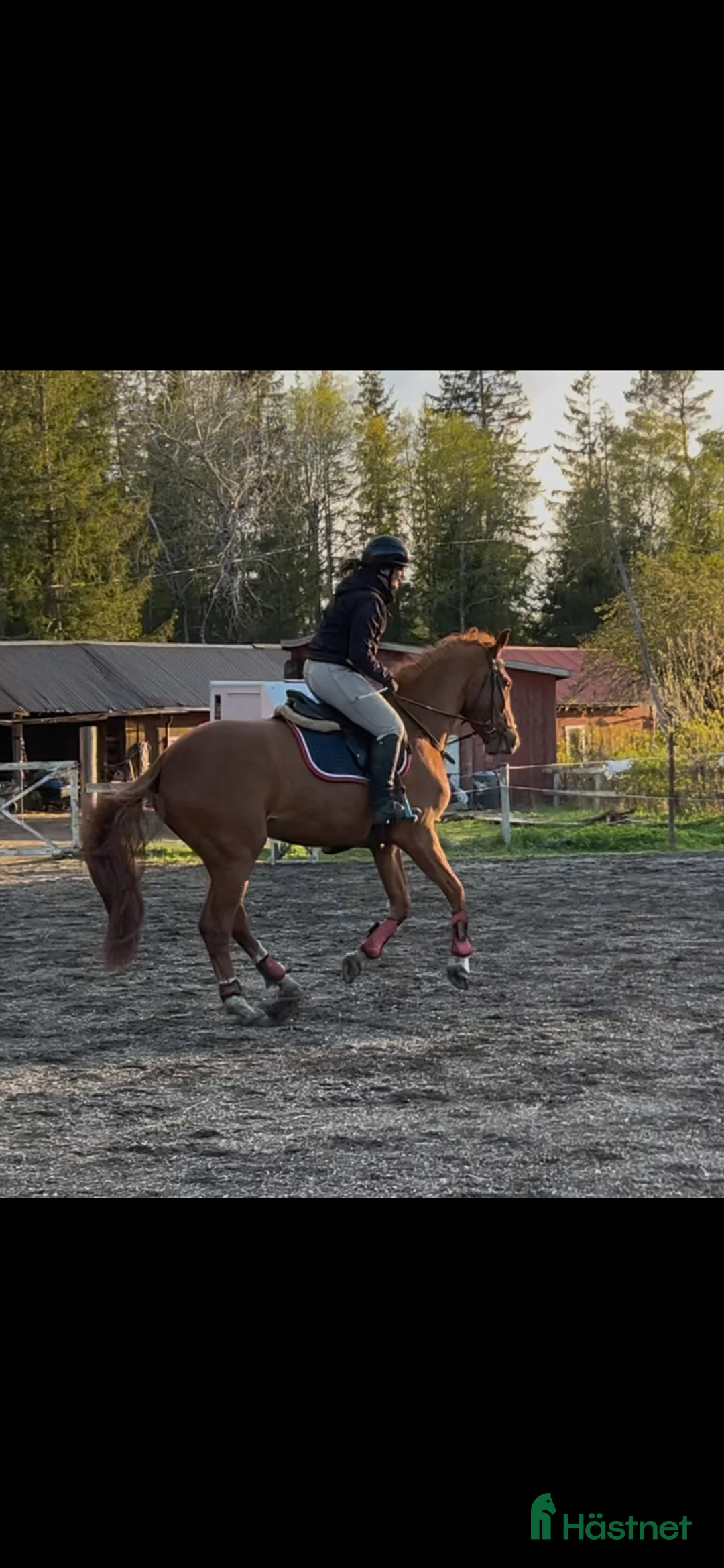Allround hästar till salu: Okomplicerad 3-årig SWB val - Annons 2