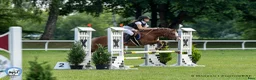 Hoppning hästar till salu: Welsh pony for sport - Annons 15