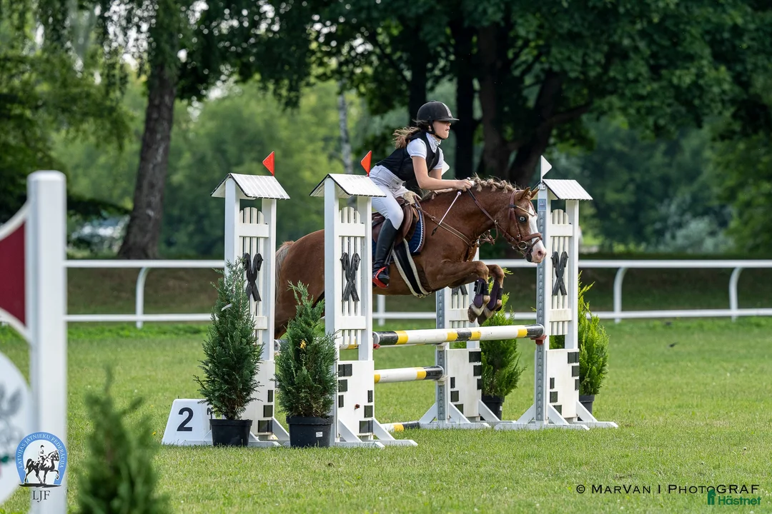 Hoppning hästar till salu: Welsh pony for sport - Annons 15