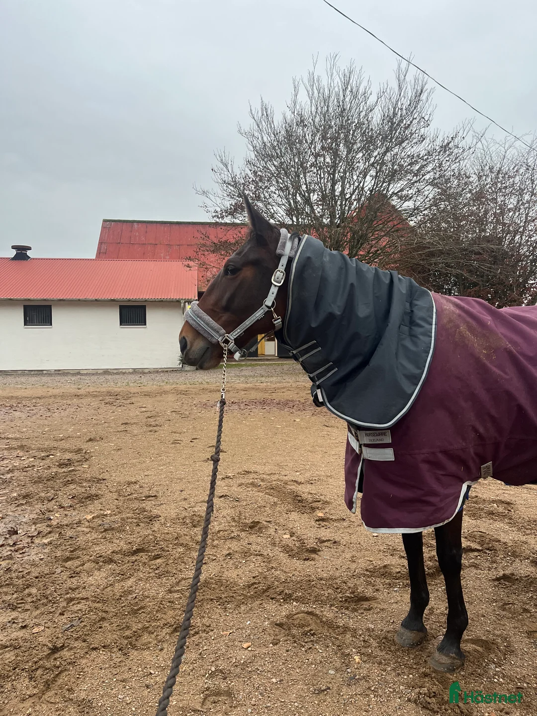 Allround hästar till salu: Snäll allround häst till salu i Vejbystrand - Annons 2