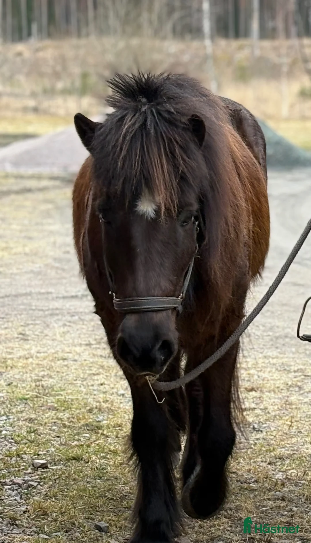 Island hästar till salu: Kelsjuk töltmoppe i Alunda - Annons 2