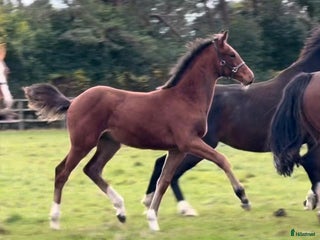 hästar Hingstföl efter Conthargos x Chacco-Blue i Stockholm - Annons 7