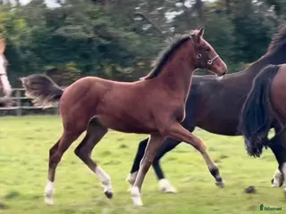 hästar Hingstföl efter Conthargos x Chacco-Blue i Stockholm - Annons 7