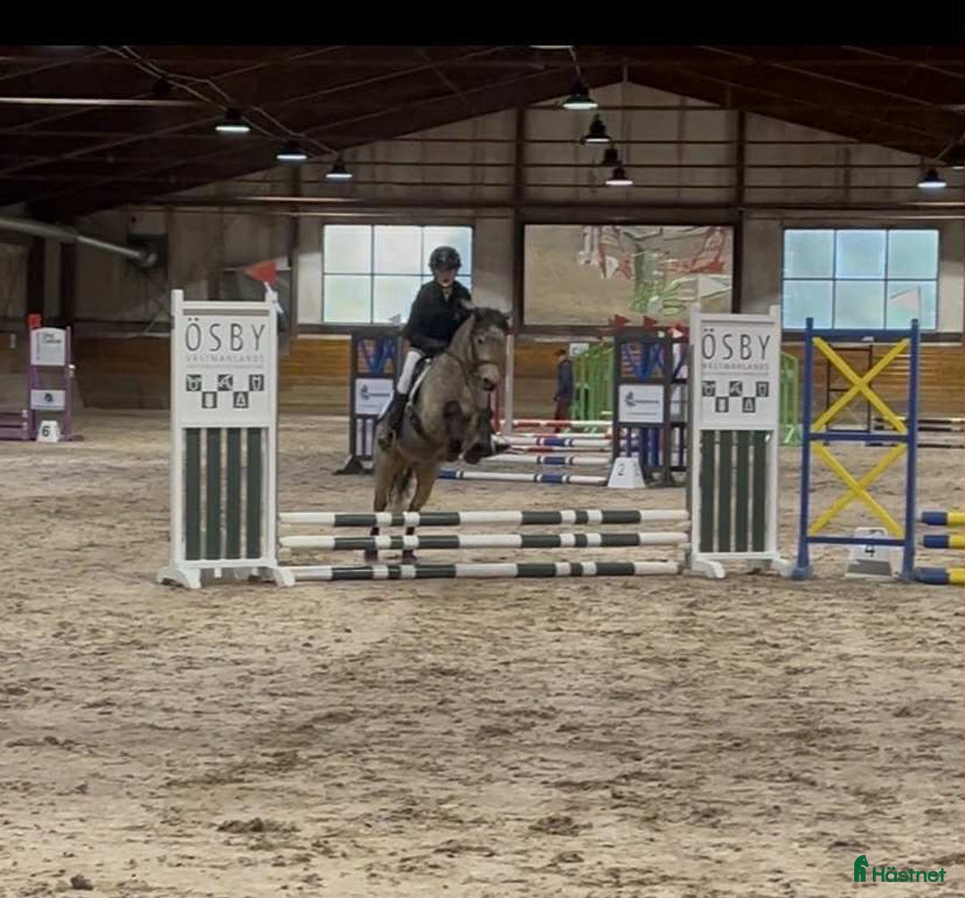 Allround hästar till salu: Snygg ungponny med mycket kapacitet NYTT PRIS i Sala - Annons 1