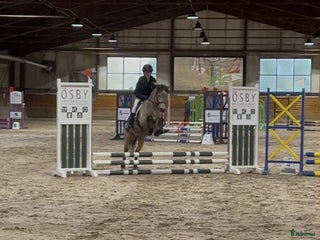 hästar Snygg ungponny med mycket kapacitet NYTT PRIS i Sala - Annons 4