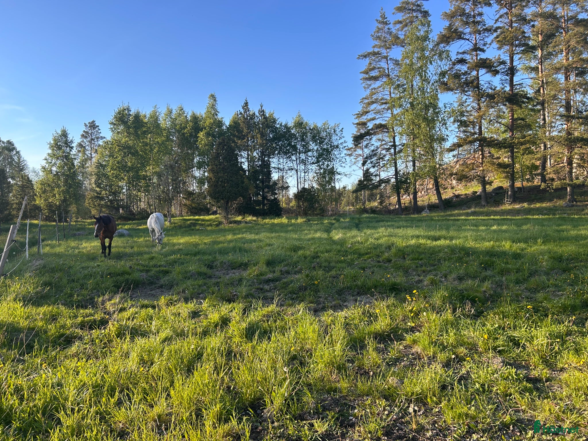  stallplats finnes: Sommarbete/rehab/pensionärsboende för hästar - Annons 7