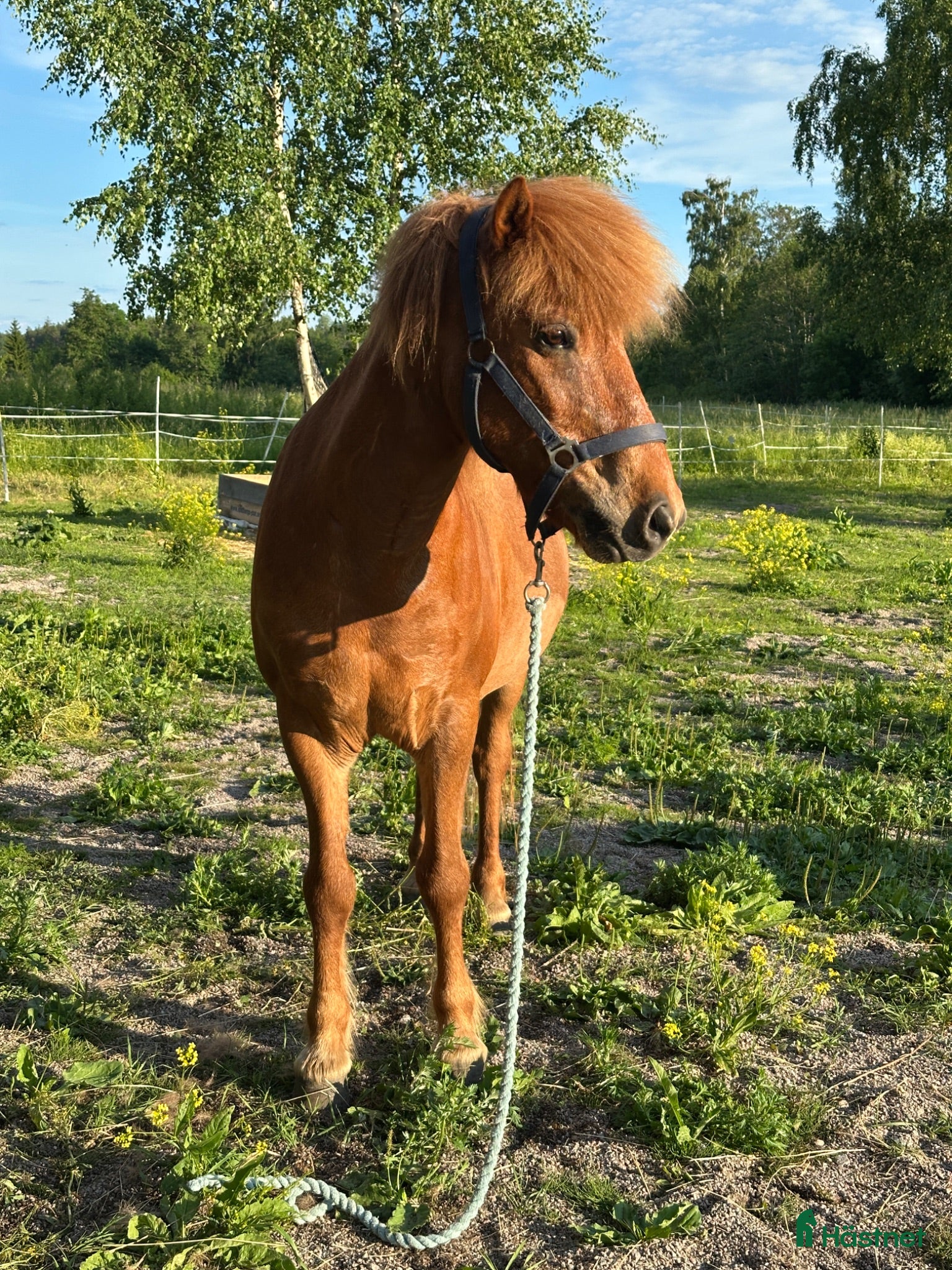  hästar Välutbildad valack med driv - Annons 18
