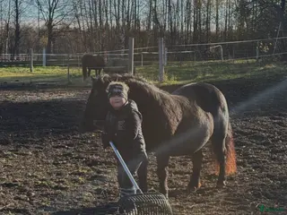 hästar Mindre ponny sökes! - Annons 2
