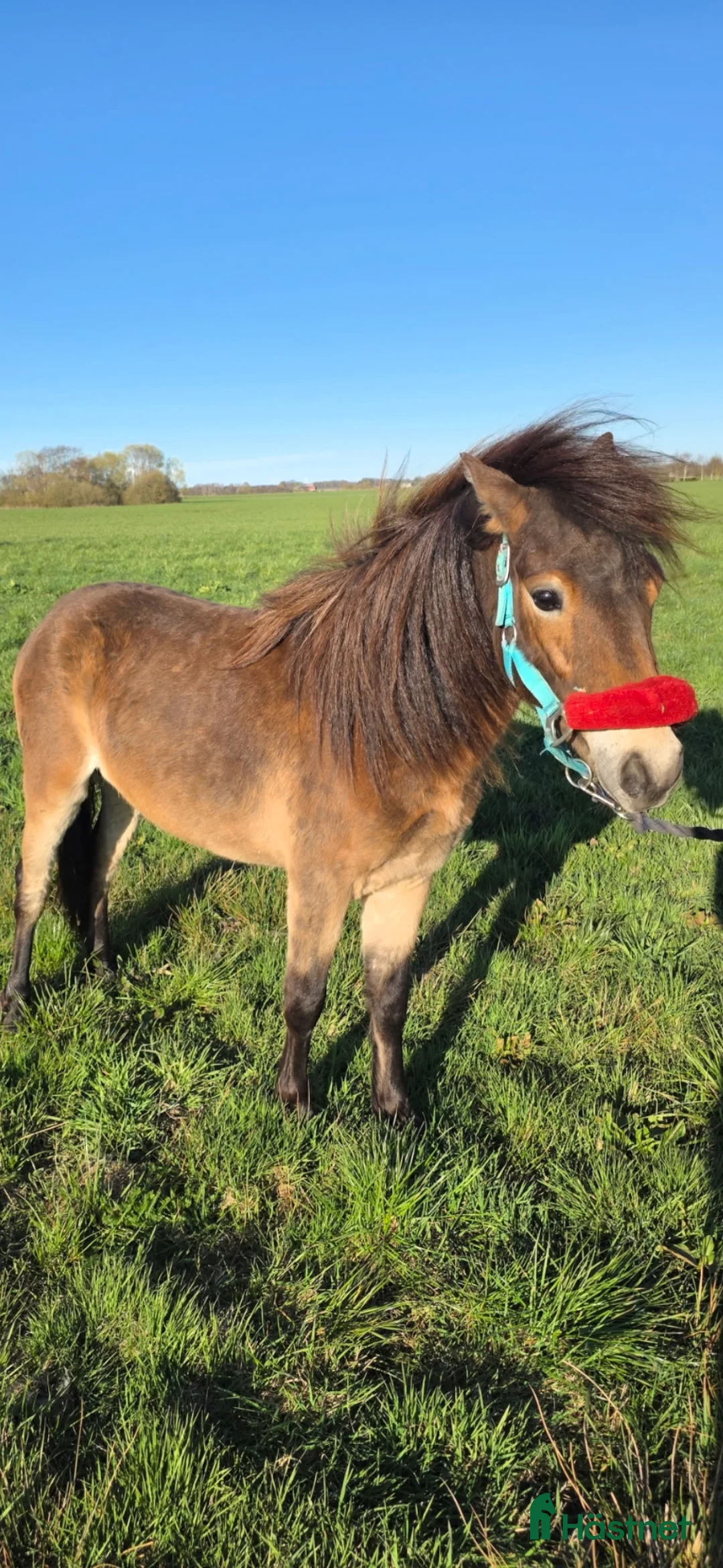 Allround hästar till salu: Russ 2 år , Billig Transport - Annons 1