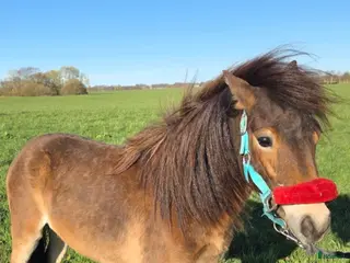 hästar Russ 2 år , Billig Transport - Annons 13