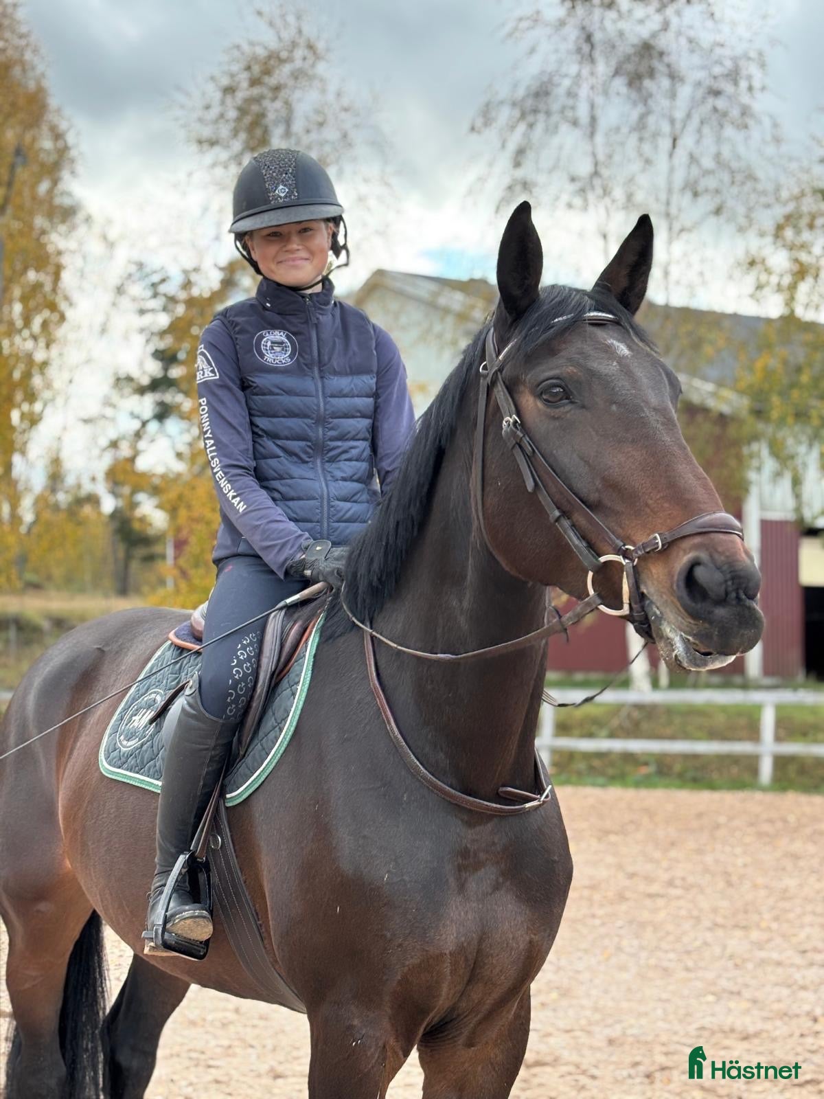  hästar till salu: 4-årigt sto e. Party Dance  - Annons 1