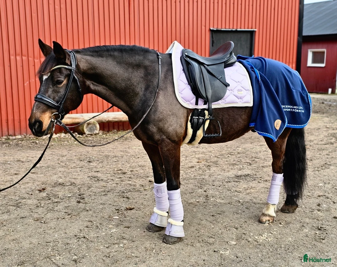 Sadlar hästutrustning till salu: Dressyrsadel med hög komfort - Annons 9